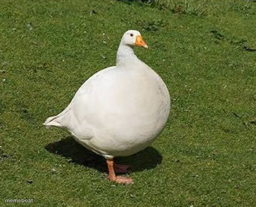 Fat goose - meme generator image preview