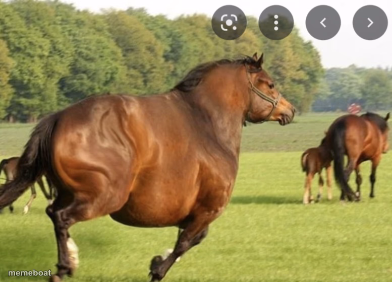Fat Horse - meme generator image preview