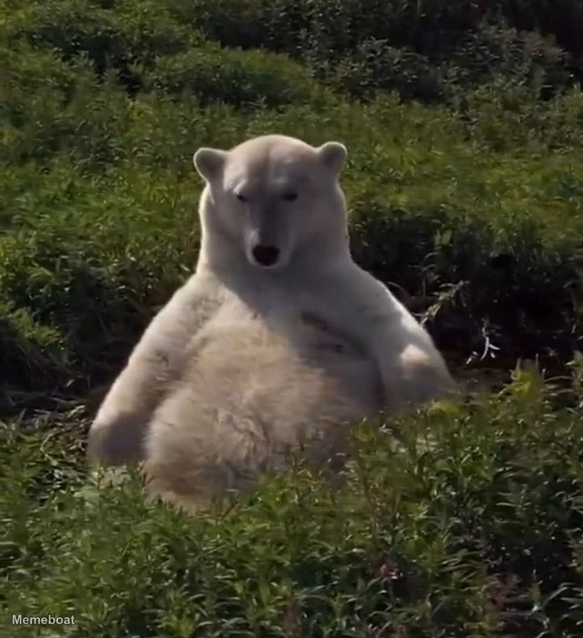 Fat Polar Bear Resting in a Field - meme generator image preview