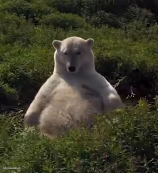 Fat Polar Bear Resting in a Field
