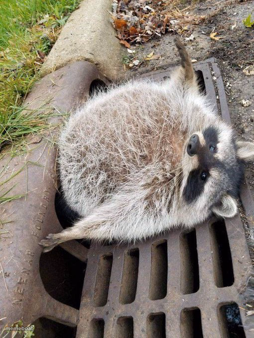 fat raccoon - meme generator image preview