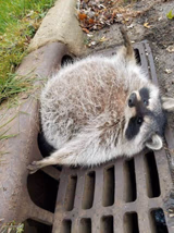 fat raccoon