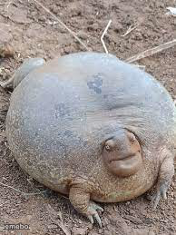 fat turtle - meme generator image preview