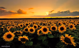 Field of Sunflowers