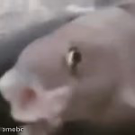 fih - meme generator image preview