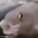 fih
