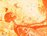 Fire skeleton