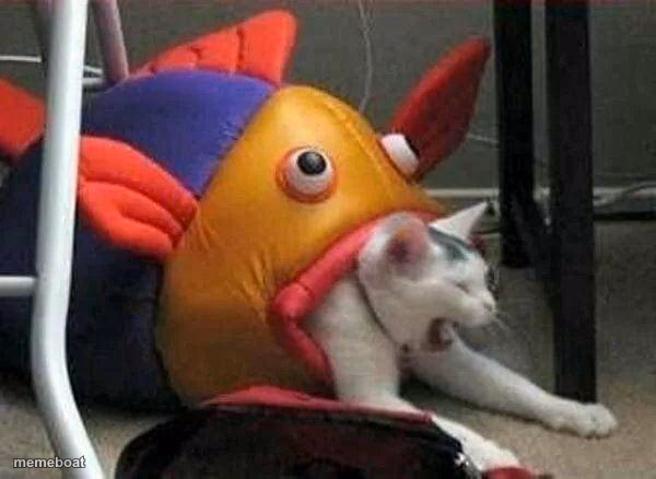 Fish eating cat - meme generator image preview