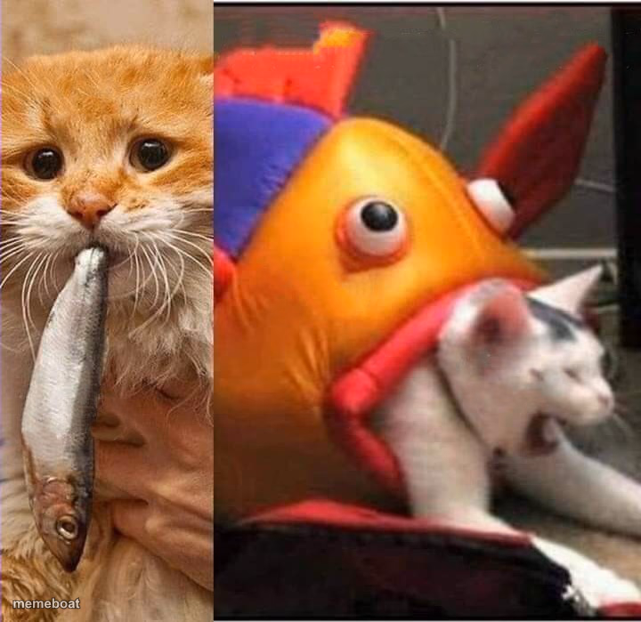 Cat In Fish Costume Split - meme generator image preview