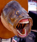 Fish Face