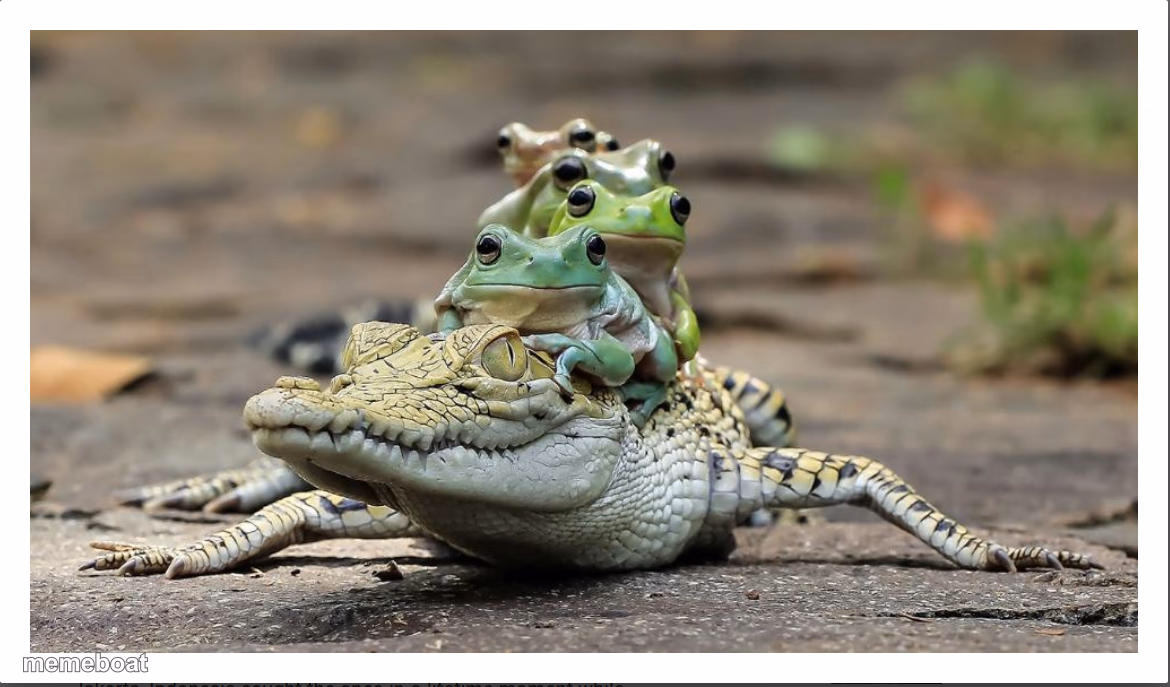 Five frogs on a crocodile - meme generator image preview