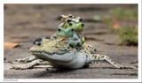 Five frogs on a crocodile