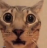 Flabbergasted cat