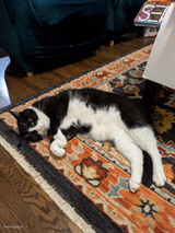 Flop cat