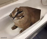 Floppa Tub