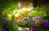 Colorful Garden Flowers