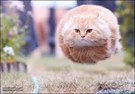 flying cat ball