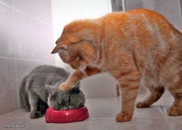 Force feed cat - meme generator image preview