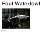 Foul Waterfoul