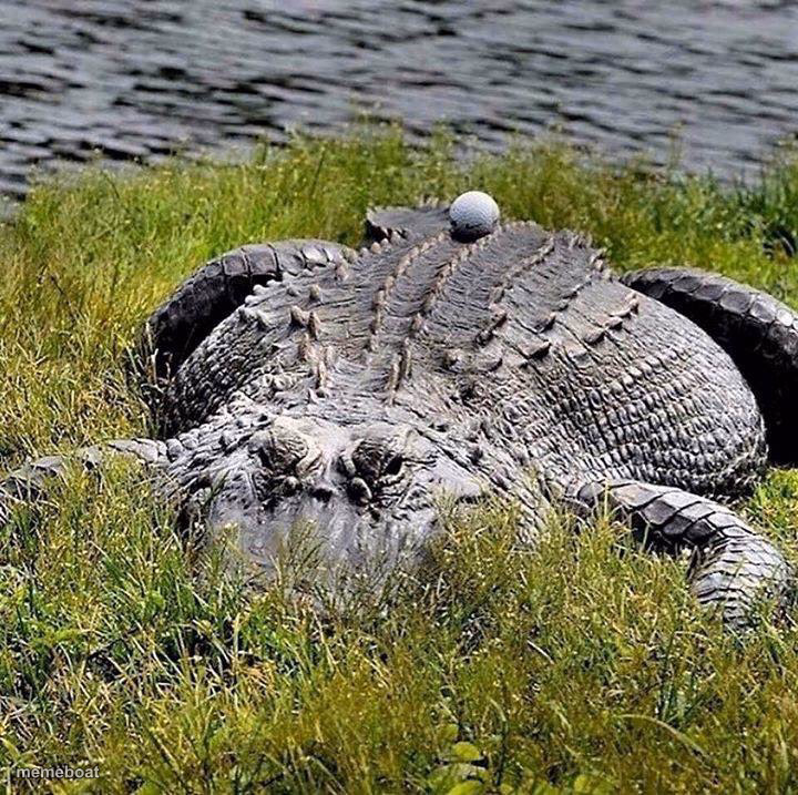 Alligator Golf Ball - meme generator image preview