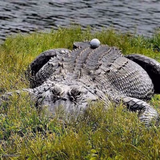Alligator Golf Ball