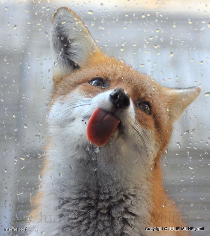 Fox Licking Window - meme generator image preview