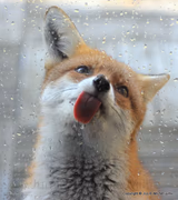 Fox Licking Window