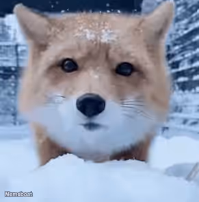 Snowy Fox Stare