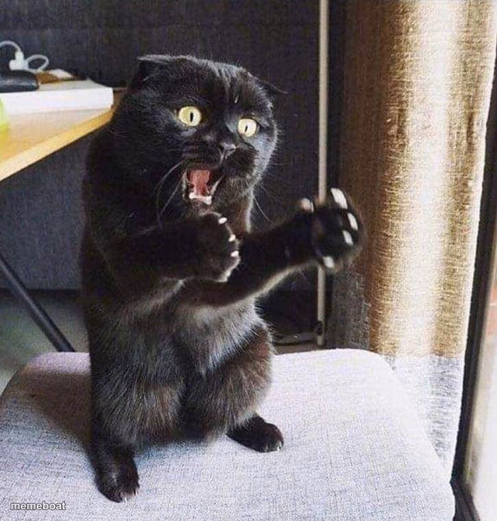 Startled Black Cat - meme generator image preview
