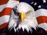 Freedom Eagle