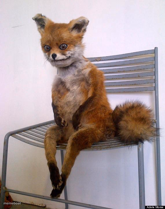 Bad Taxidermy Fox - meme generator image preview