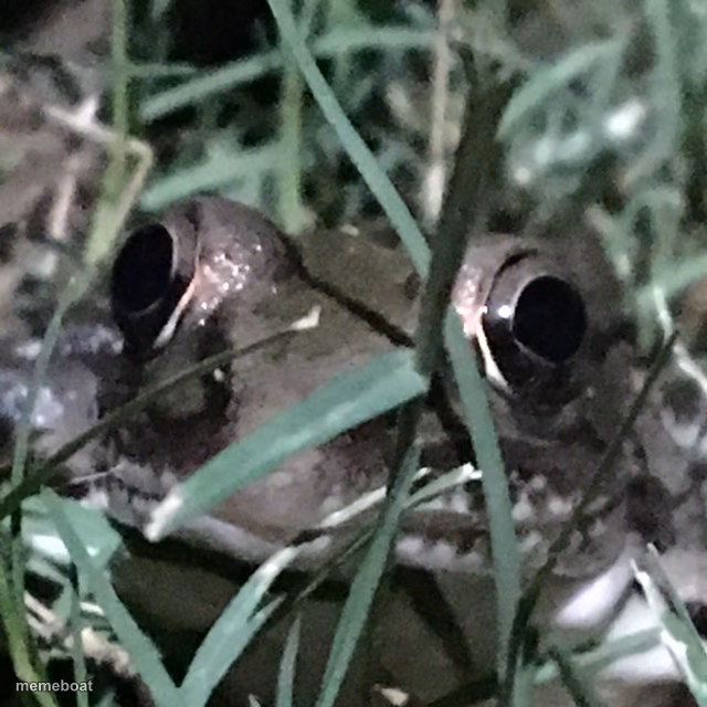 Frog Whut U Lookin' At? - meme generator image preview
