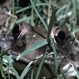 Frog Whut U Lookin' At?