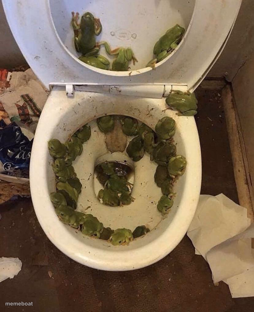 Frogs in da toilet - meme generator image preview
