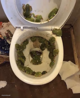 Frogs in da toilet