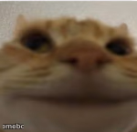 Front-Facing Camera Cat - meme generator image preview