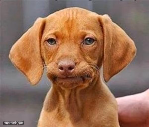 Frustrated dog - meme generator image preview