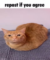 Repost If You Agree Cat