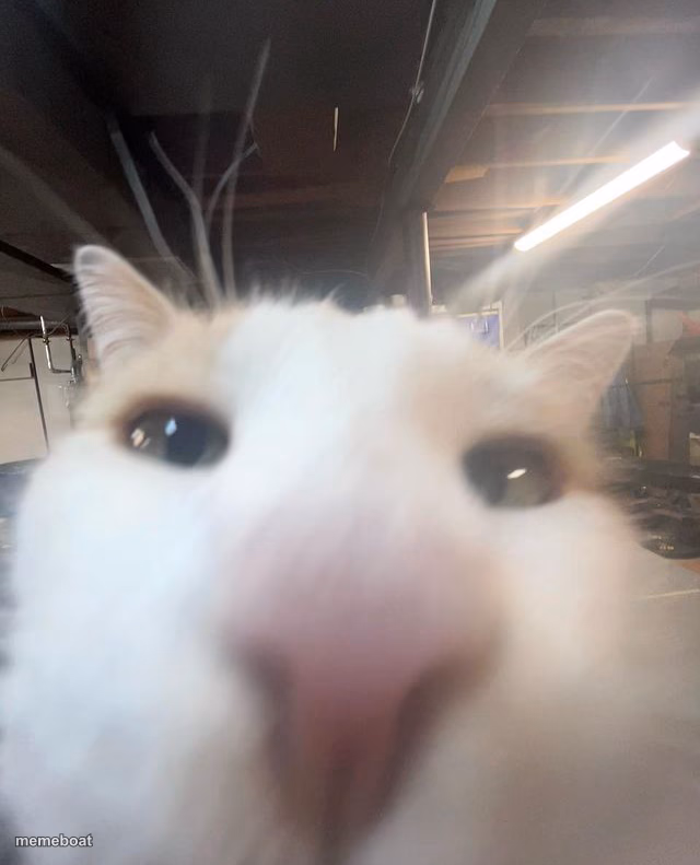 Funny cat - meme generator image preview