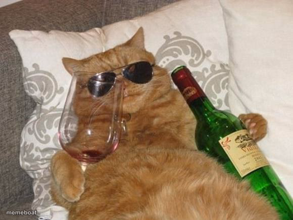 Funny Cat Birthday - meme generator image preview
