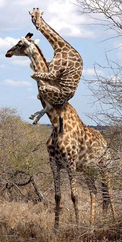 Funny Giraffe - meme generator image preview