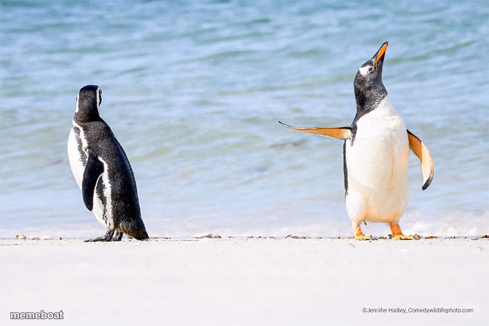 Funny penguin - meme generator image preview