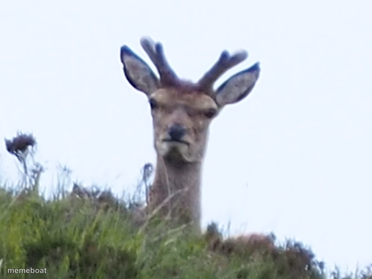 furious deer - meme generator image preview