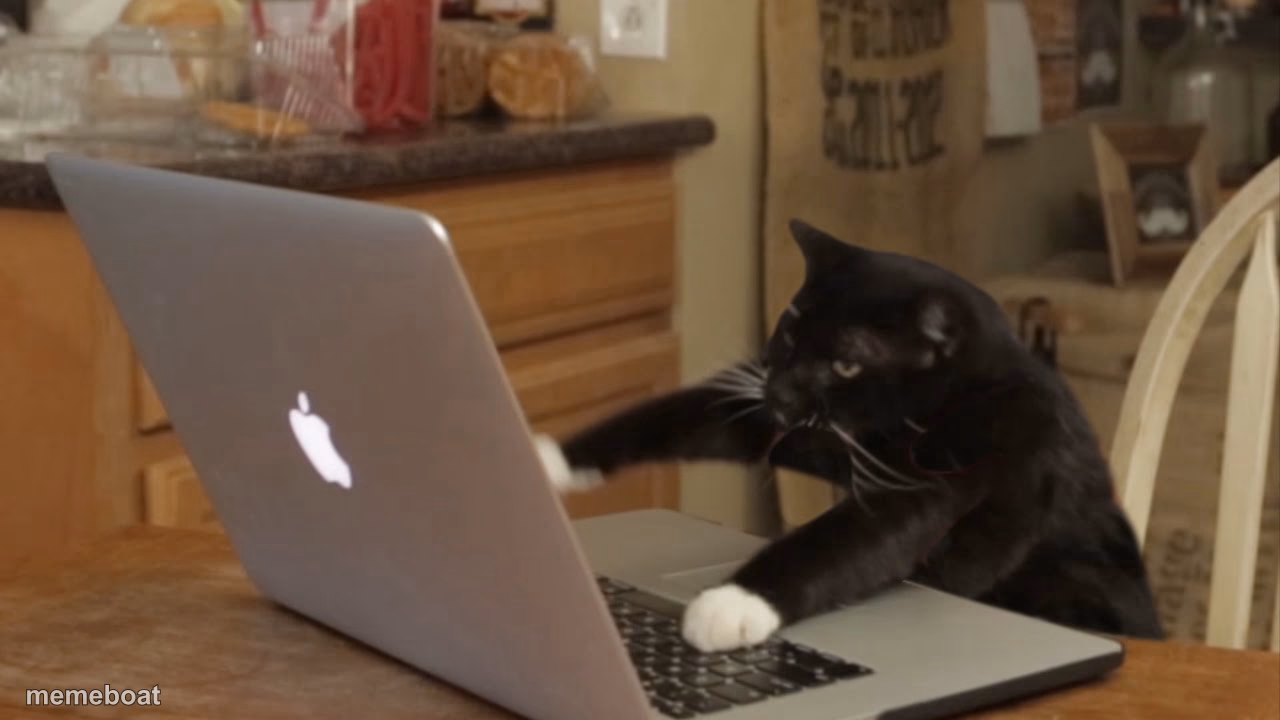 Furiously Typing Cat - meme generator image preview