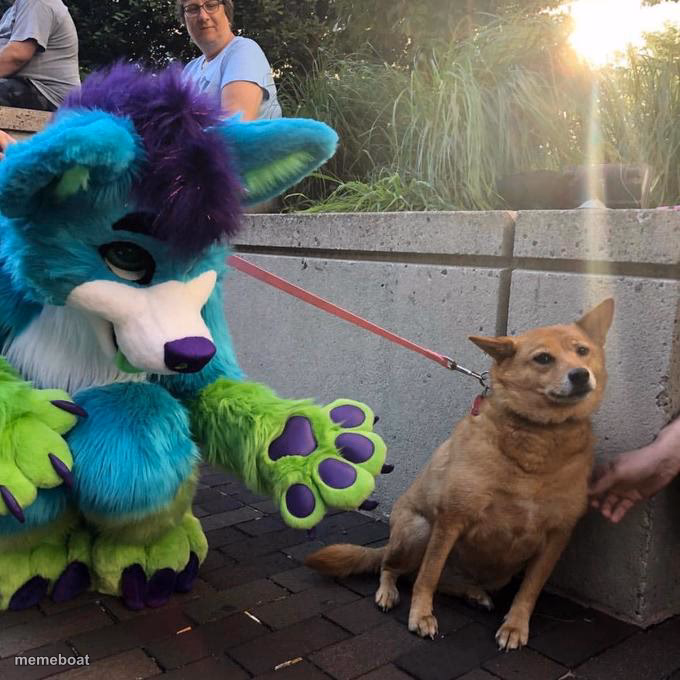 furry scaring dog - meme generator image preview