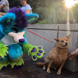 furry scaring dog
