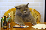 Gambling Sad Cat
