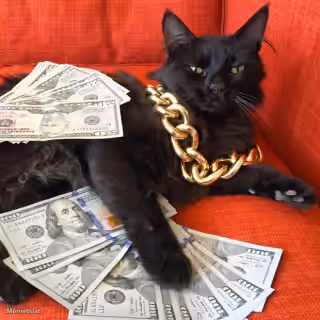 Rich Gangster Cat