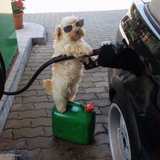 Gas Station Dog