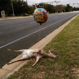 get well deer
